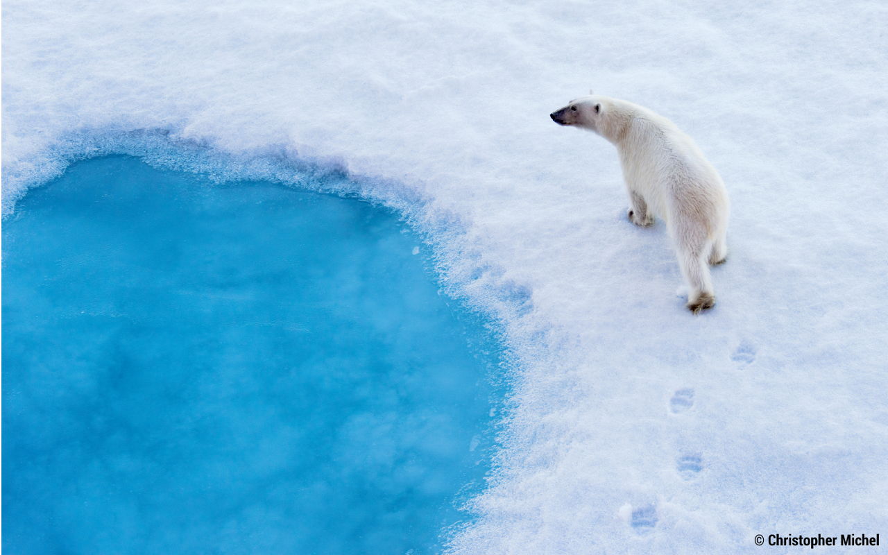 Breitling y Ocean Conservancy.
