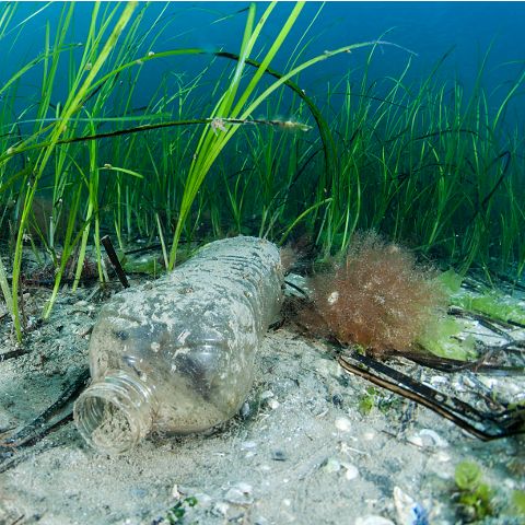 Breitling y Ocean Conservancy.